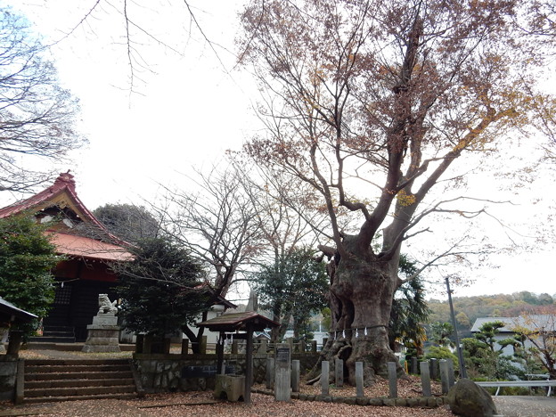 蓑笠神社のケヤキ