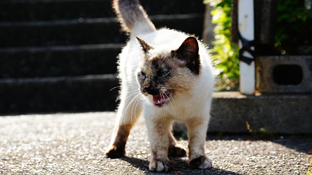 ドライブで出会った猫たち (4)
