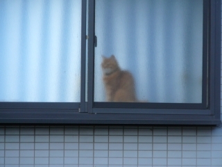 猫姿