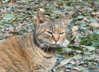 来たね?