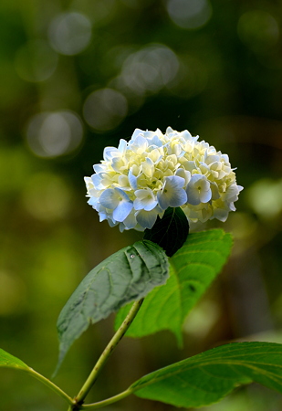 紫陽花(5)
