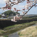 Photos: 太宰府の御笠川と桜　　２