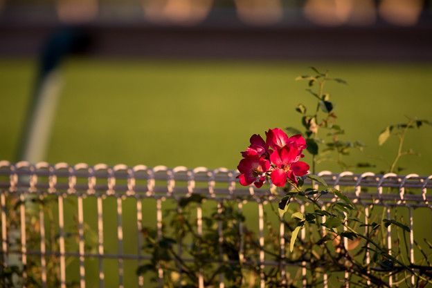 Photos: DSC_4263