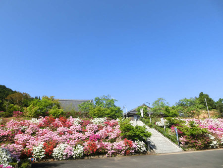 菩提寺の躑躅