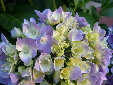 紫陽花01