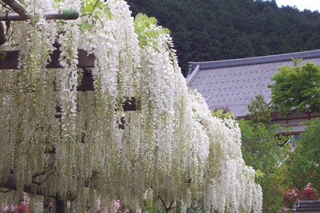 菩提寺の藤1