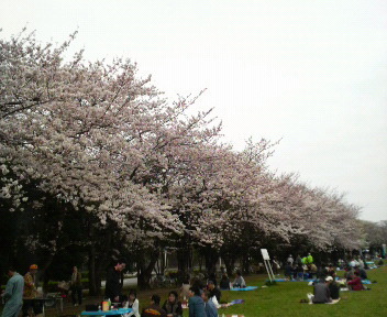 桜