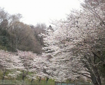 桜