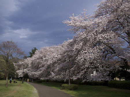 野川公園南側の桜吹雪