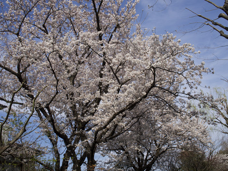 次大夫堀公園(1)