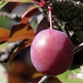 Photos: 赤玉の梅が一つ