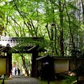 Photos: 竹の寺