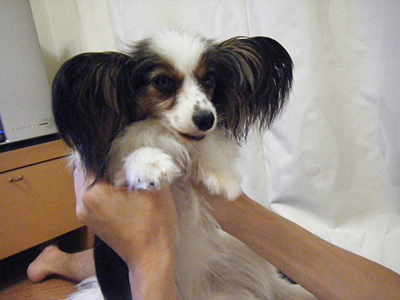 jun28pecco (2)