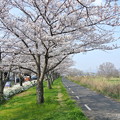 石川畔の桜 (5)