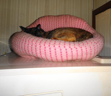 チビタン