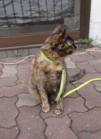 チビタン
