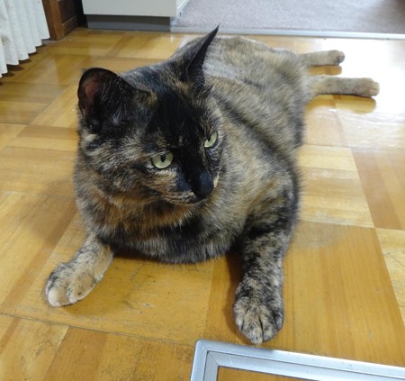 チビタン