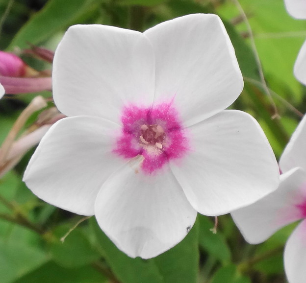 花魁草 おいらんそう 写真共有サイト フォト蔵