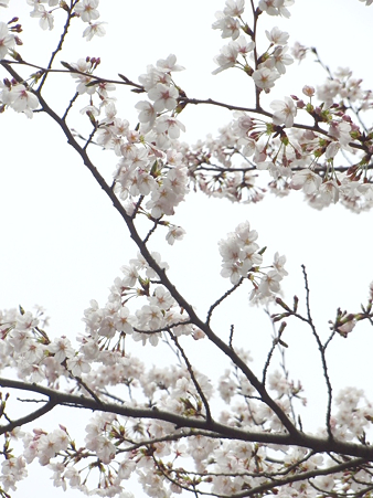 学校の桜