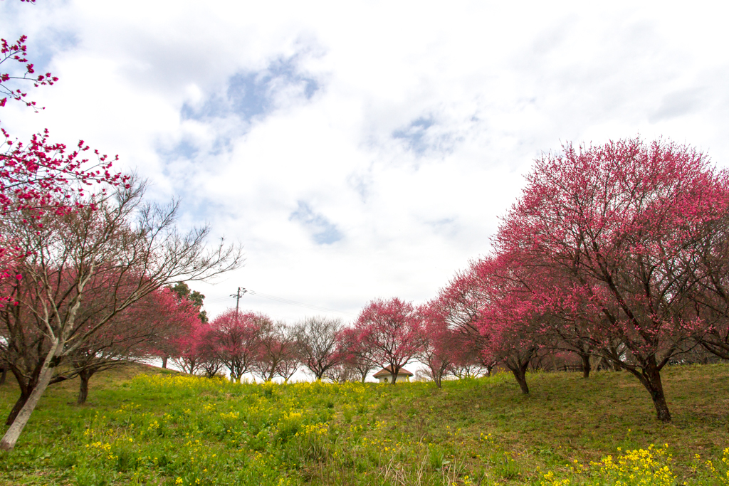 写真: IMG_2379