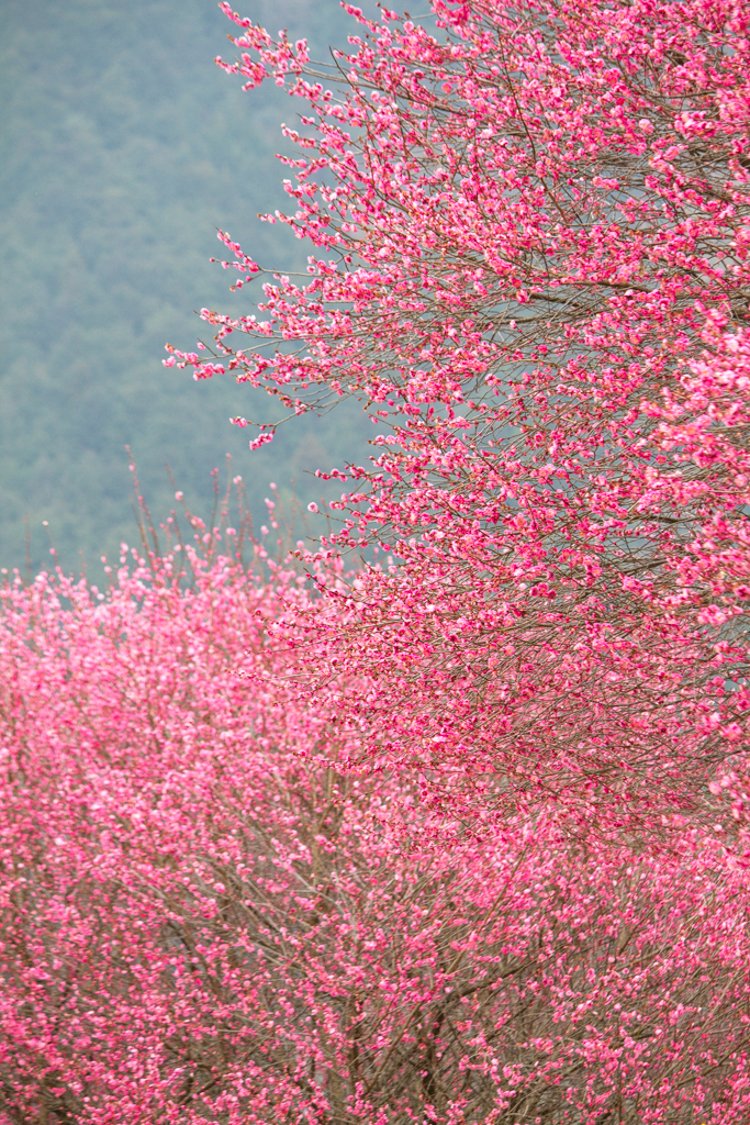 写真: IMG_2414