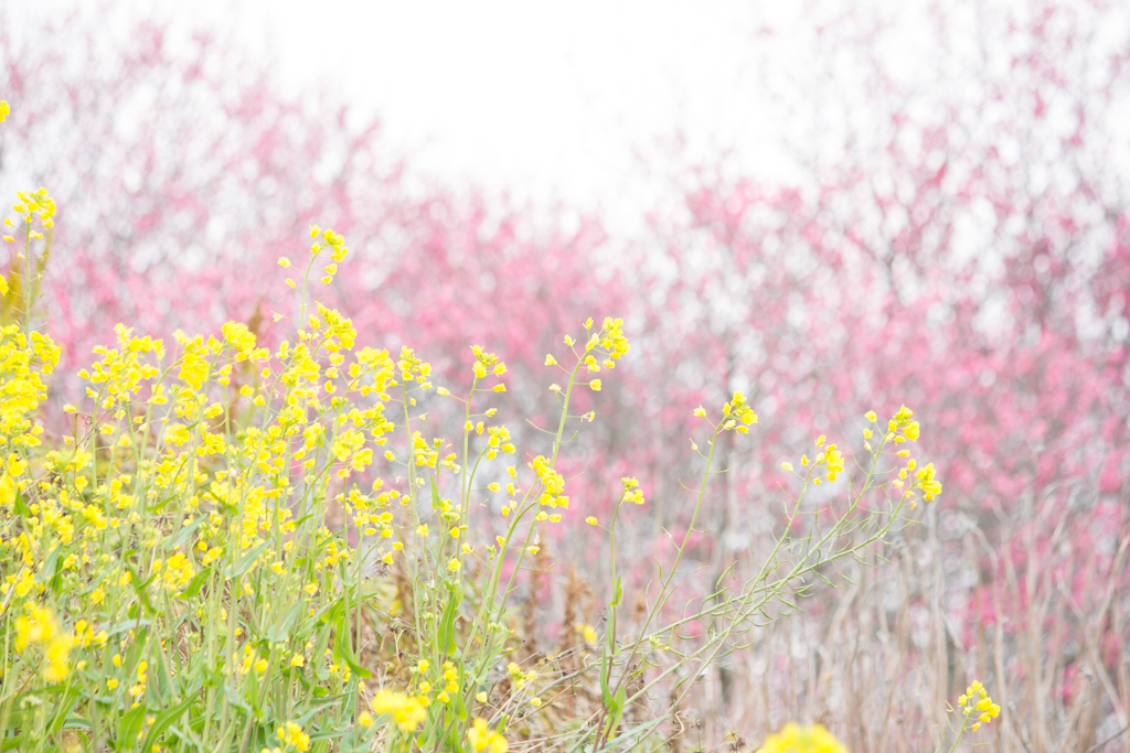写真: IMG_2466