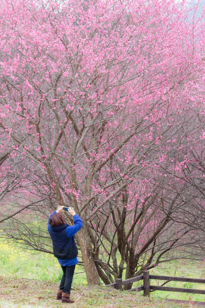 写真: IMG_2499