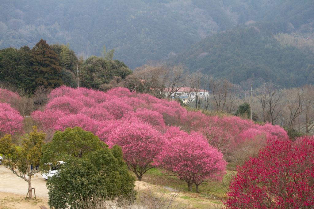 写真: IMG_2516