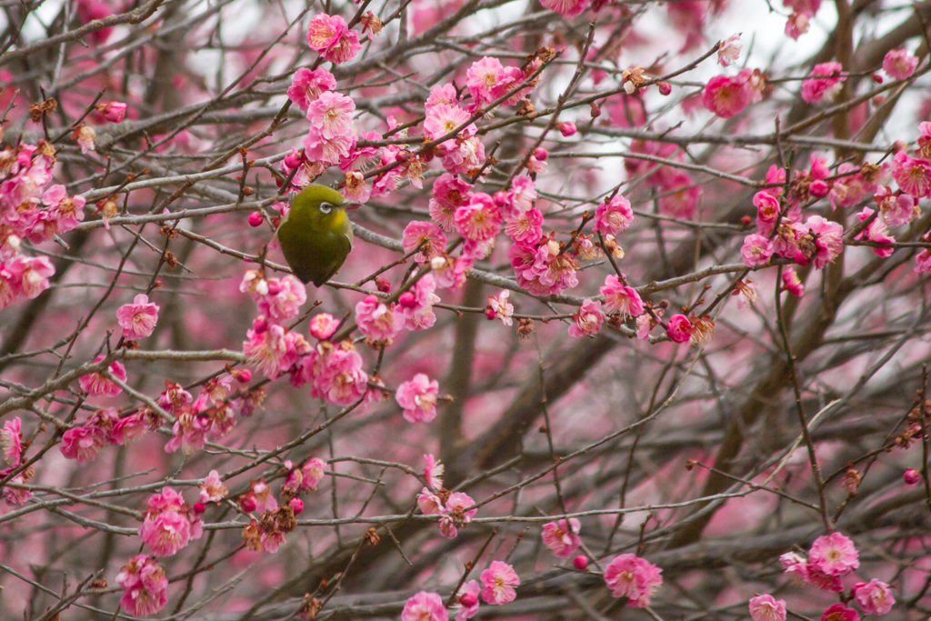 写真: IMG_2603
