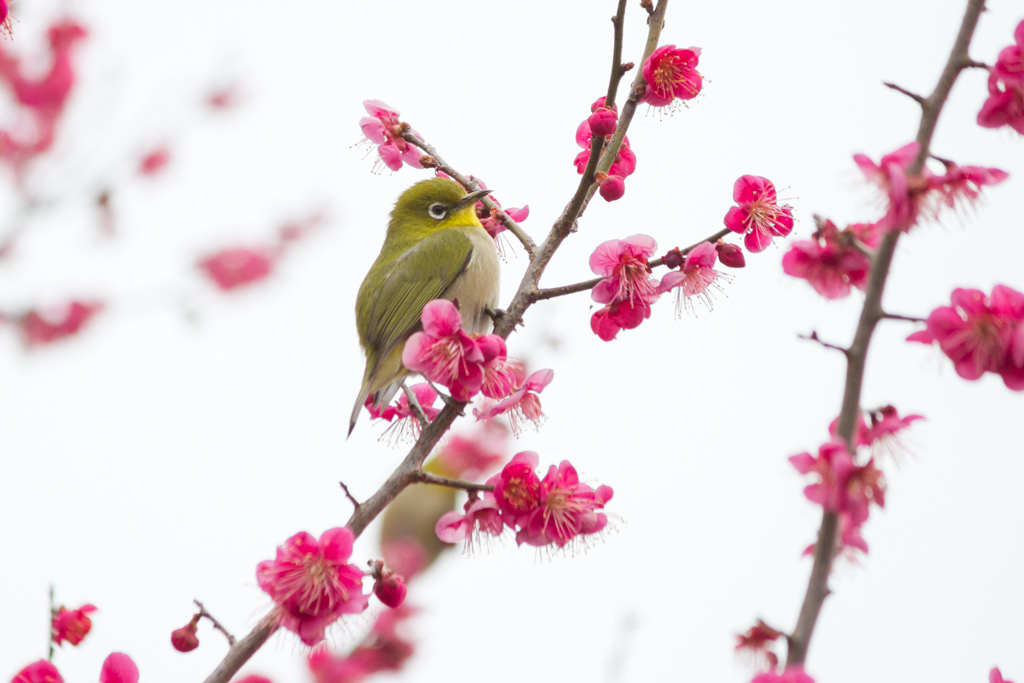 写真: IMG_2639