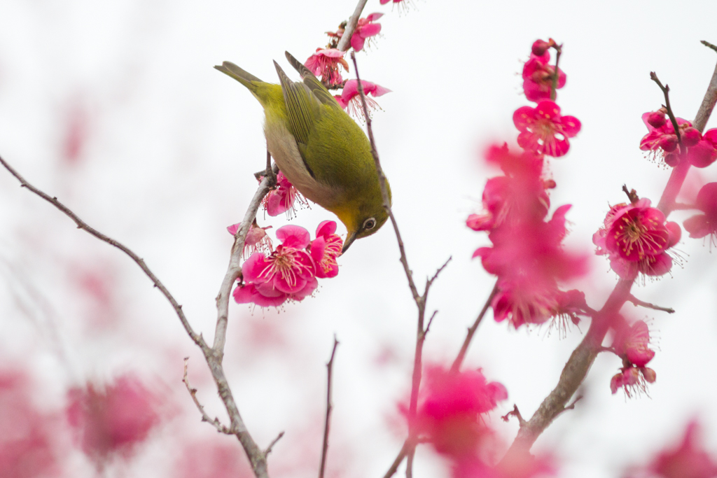 写真: IMG_2656