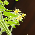 ミニトマトの花