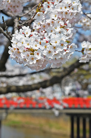 150412桜11