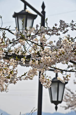 150412桜17