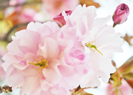 150426桜