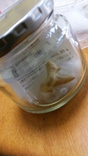 サメの歯