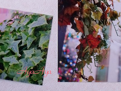 DSCF6346
