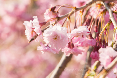 八重桜