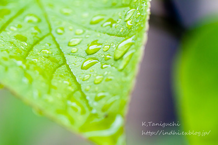 雨降り DOS7D SP AF90mm F/2.8 Di MACRO 1:1 (Model272E)
