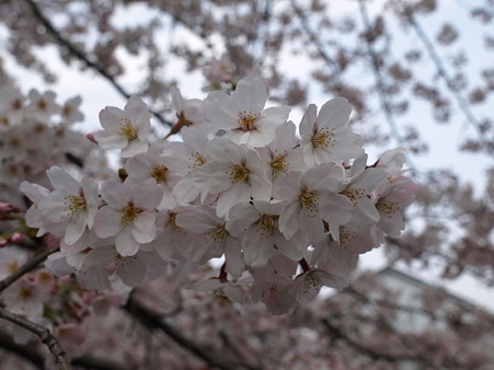 恩田川15