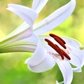森に初夏が