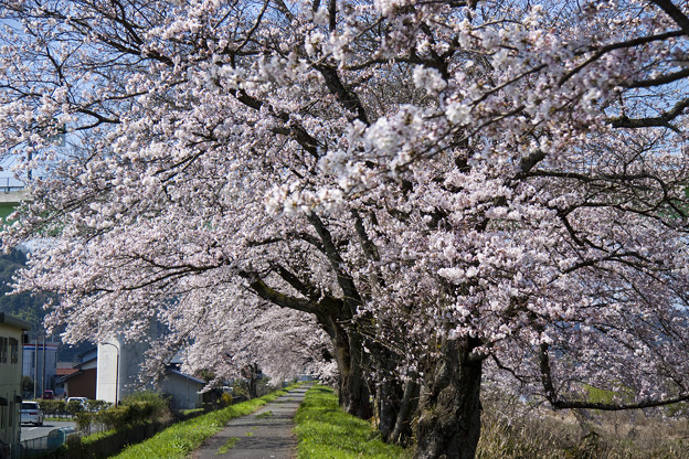 三刀屋川の桜