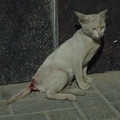 Photos: 死の恐怖の芽生え　　　Injured stray cat