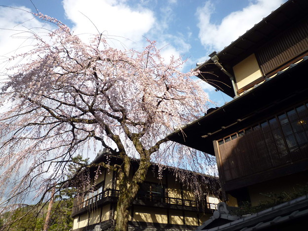 ＊さまざまの事おもひ出す桜かな （清水産寧坂）　　　　　　　　　Cerry blossom at Sannenzaka,Kyoto