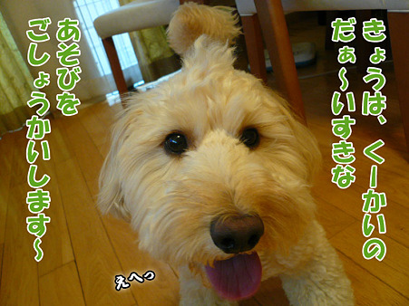 くーかいの愛用フリスビー 1