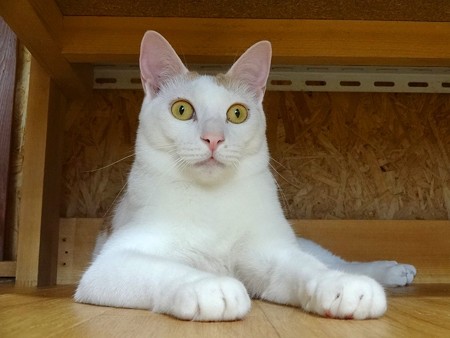 ニモ「えっ！そうだったの！？」
