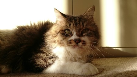 ポム「やっぱり猫と言ったら日向ぼっこだよな」