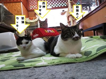 ラッキー、マサキ、きく