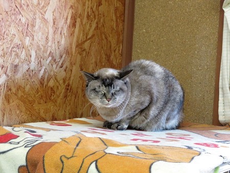 ミレイ「ここでお昼寝もいいわね」