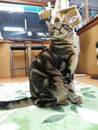 カロ「ぼくを迎えたら自慢できるでしょ」